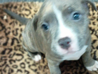 puppy