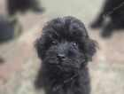 puppy