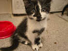 Kitten