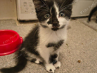 kitten