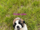 puppy