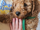 puppy