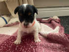 Puppy