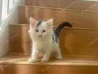 kitten