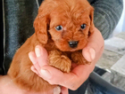 puppy