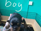 Puppy