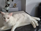 Pure white cat