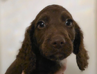 puppy