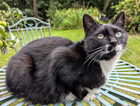Lost black and white cat