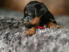 Puppy