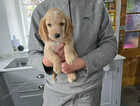 Puppy
