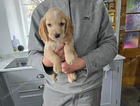 puppy