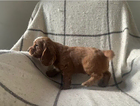 puppy