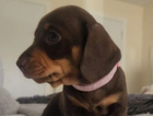 puppy