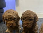 puppy