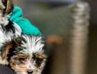 Puppy