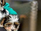 puppy