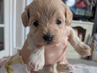 puppy