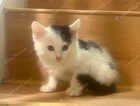 Kitten