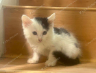 kitten