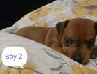 Puppy