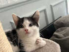Kitten
