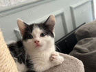 kitten