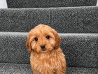 puppy