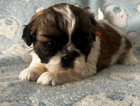puppy