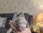 Puppy