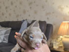 puppy