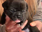 Puppy