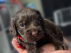 puppy