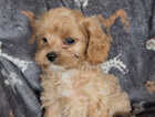 Puppy
