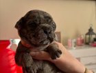 puppy
