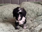 Puppy