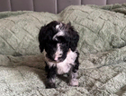 junior