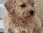Puppy