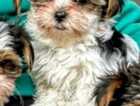 Puppy