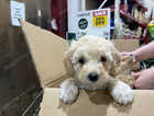 Puppy