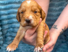 puppy