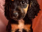 Puppy