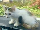 Kitten
