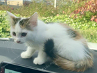 kitten