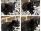 Kitten