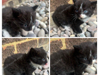 kitten
