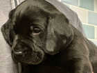 Puppy