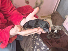 puppy