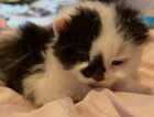 Kitten