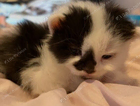 kitten